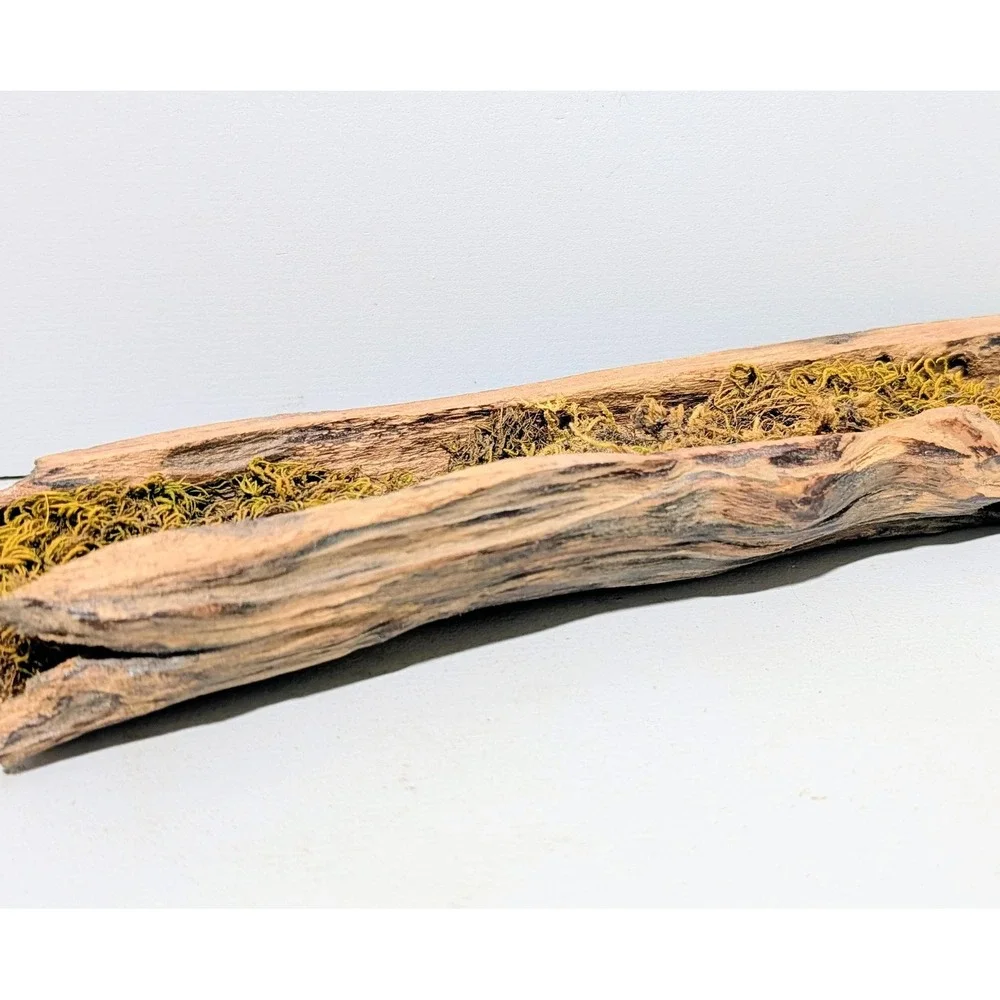 Black Locust Hollow Root Fairy garden or Gemstone Display. 9